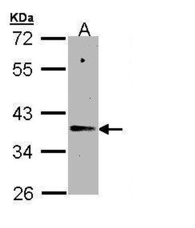 NAPSA Antibody in Western Blot (WB)