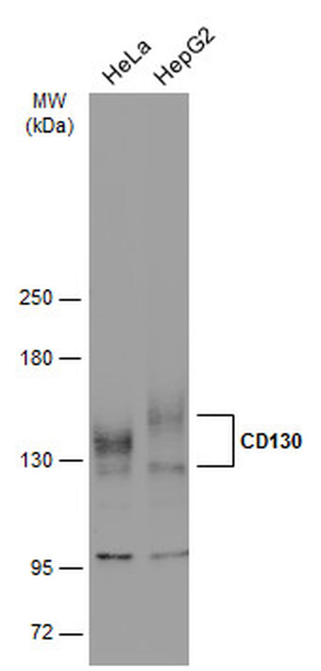 GP130 Antibody in Western Blot (WB)