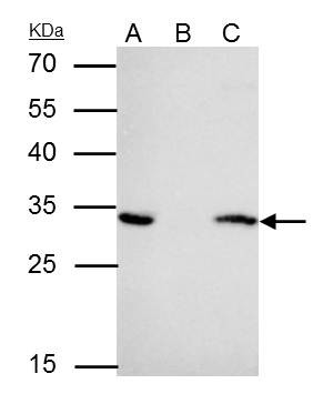 14-3-3 epsilon Antibody in Immunoprecipitation (IP)