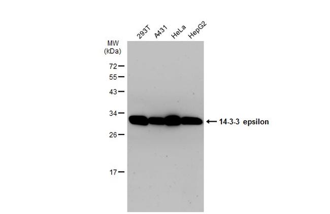 14-3-3 epsilon Antibody in Western Blot (WB)