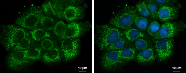 ETHE1 Antibody in Immunocytochemistry (ICC/IF)