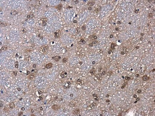 ID2 Antibody in Immunohistochemistry (Paraffin) (IHC (P))