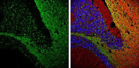 Glutamine Synthetase Antibody in Immunohistochemistry (Frozen) (IHC (F))