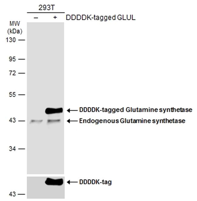 Glutamine Synthetase Antibody in Western Blot (WB)