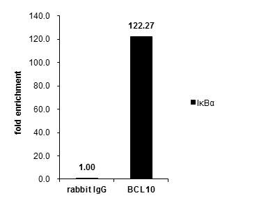 Bcl-10 Antibody in ChIP Assay (ChIP)