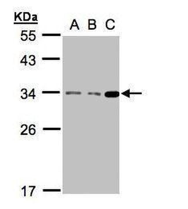 Bcl-10 Antibody in Western Blot (WB)