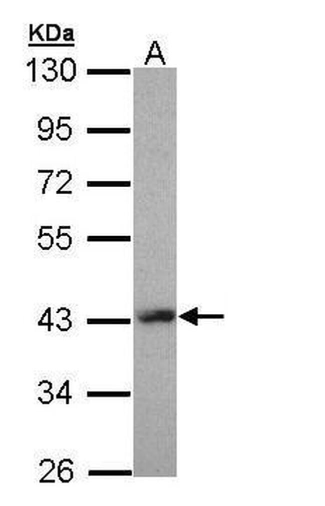 LHX8 Antibody in Western Blot (WB)