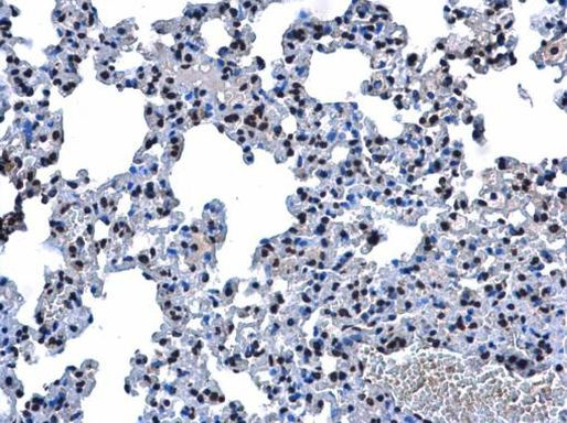 Aprataxin Antibody in Immunohistochemistry (Paraffin) (IHC (P))