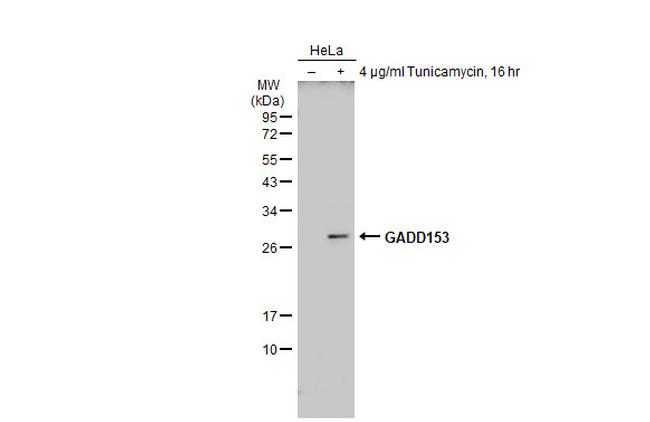 CHOP Antibody in Western Blot (WB)