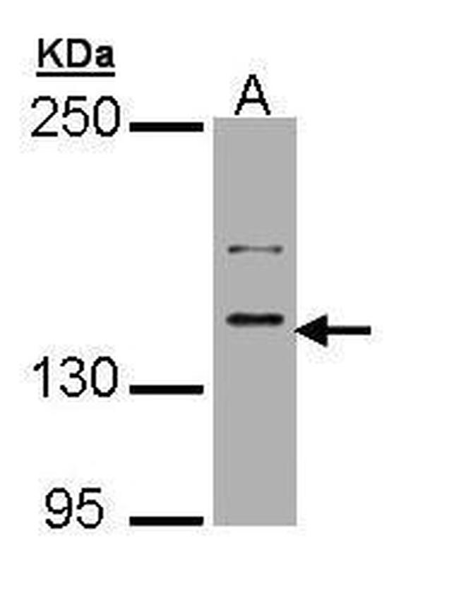 Caspr2 Antibody in Western Blot (WB)