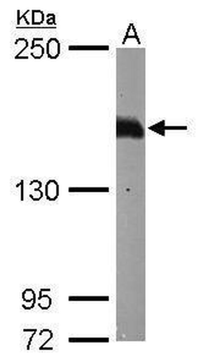 Caspr2 Antibody in Western Blot (WB)