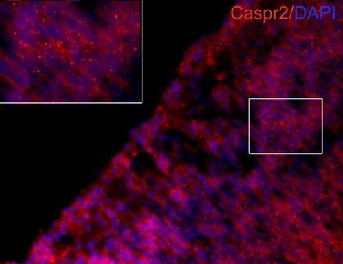 Caspr2 Antibody in Immunohistochemistry (Frozen) (IHC (F))