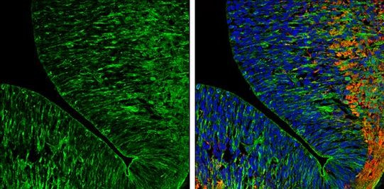 Caspr2 Antibody in Immunohistochemistry (Frozen) (IHC (F))