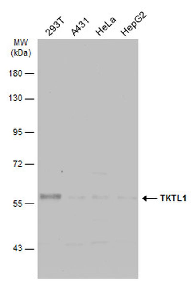 TKTL1 Antibody in Western Blot (WB)