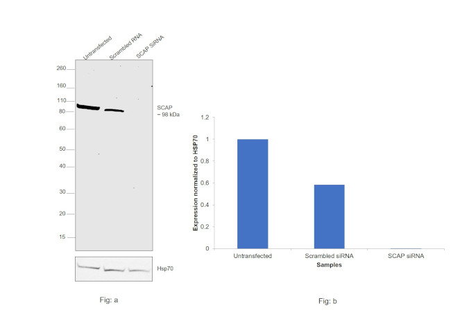 SCAP Antibody