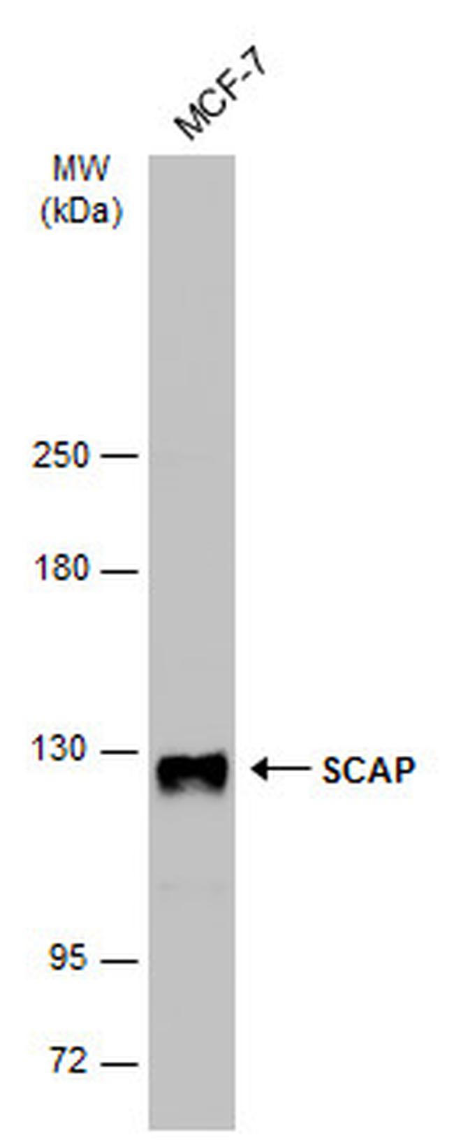 SCAP Antibody in Western Blot (WB)