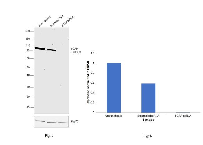 SCAP Antibody in Western Blot (WB)