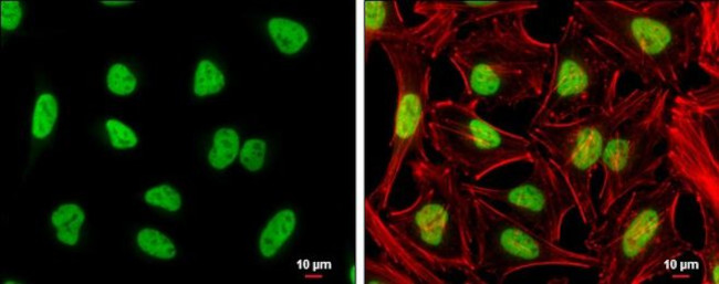 NFYA Antibody in Immunocytochemistry (ICC/IF)