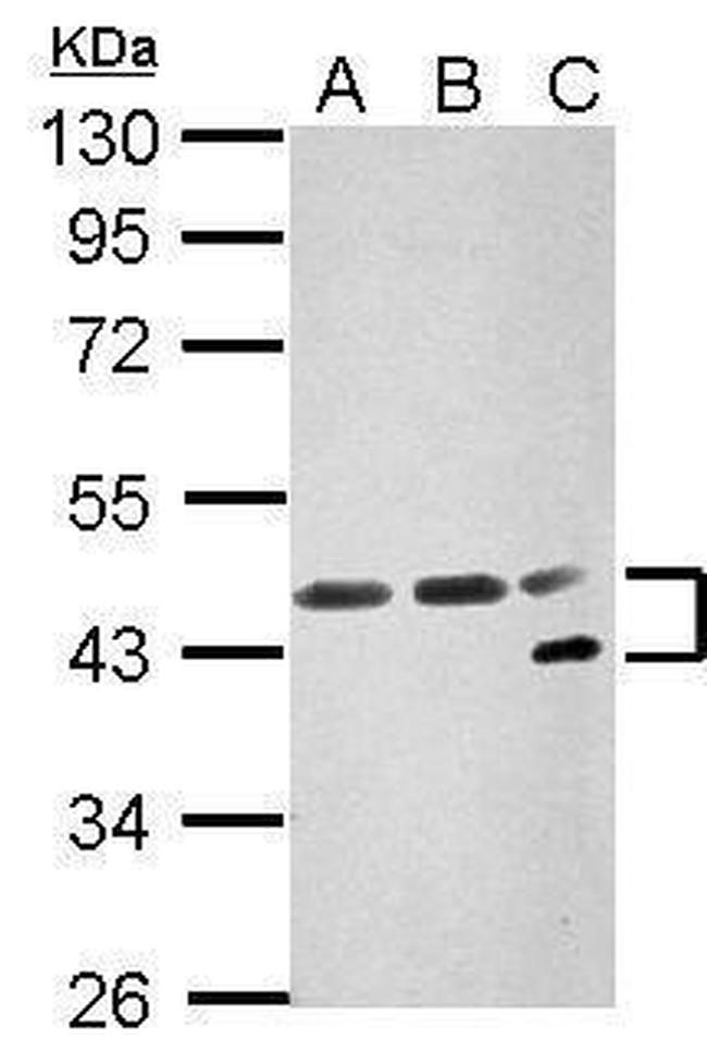 NFYA Antibody in Western Blot (WB)