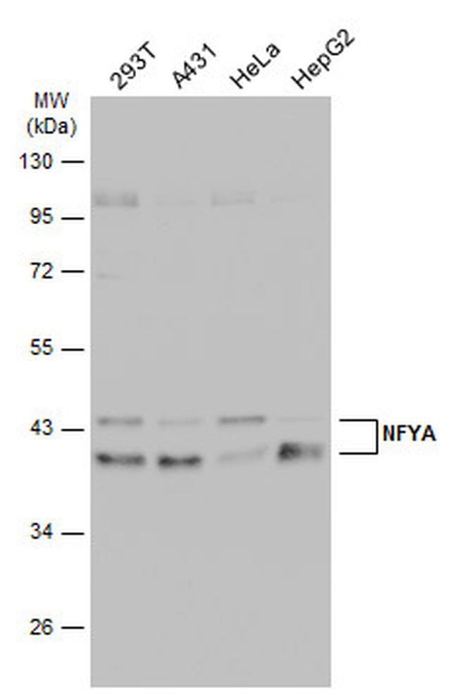 NFYA Antibody in Western Blot (WB)