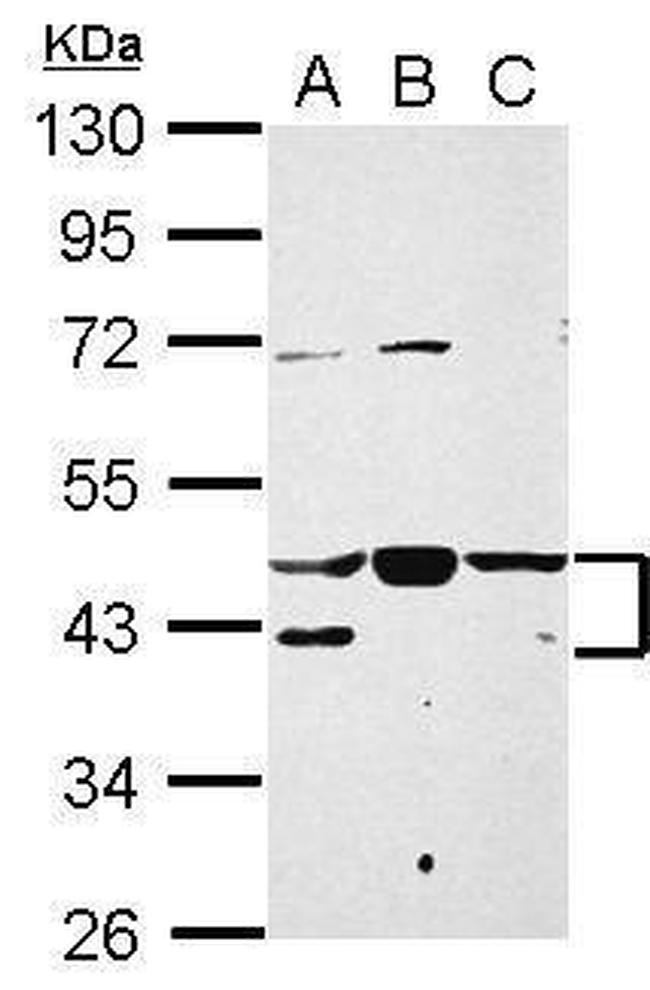 NFYA Antibody in Western Blot (WB)