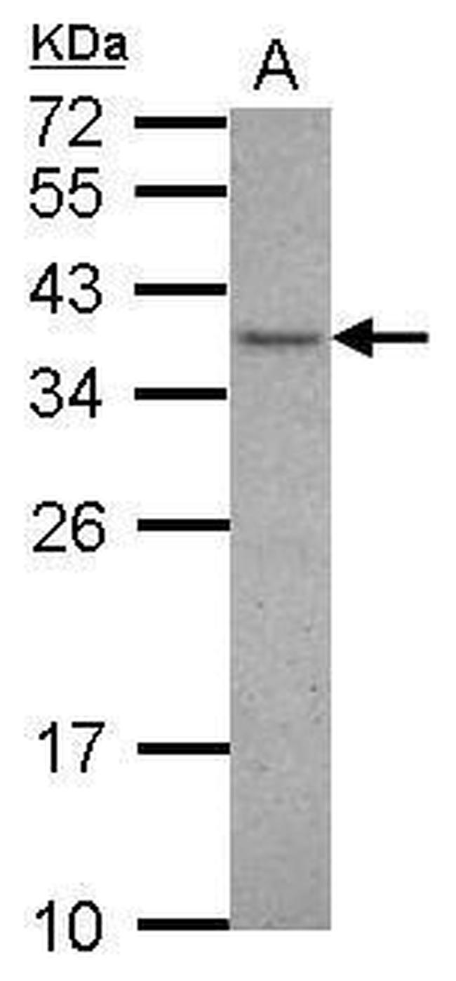 VAX1 Antibody in Western Blot (WB)