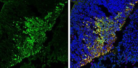 PGP9.5 Antibody in Immunohistochemistry (Frozen) (IHC (F))