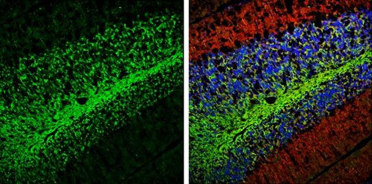 PGP9.5 Antibody in Immunohistochemistry (Frozen) (IHC (F))