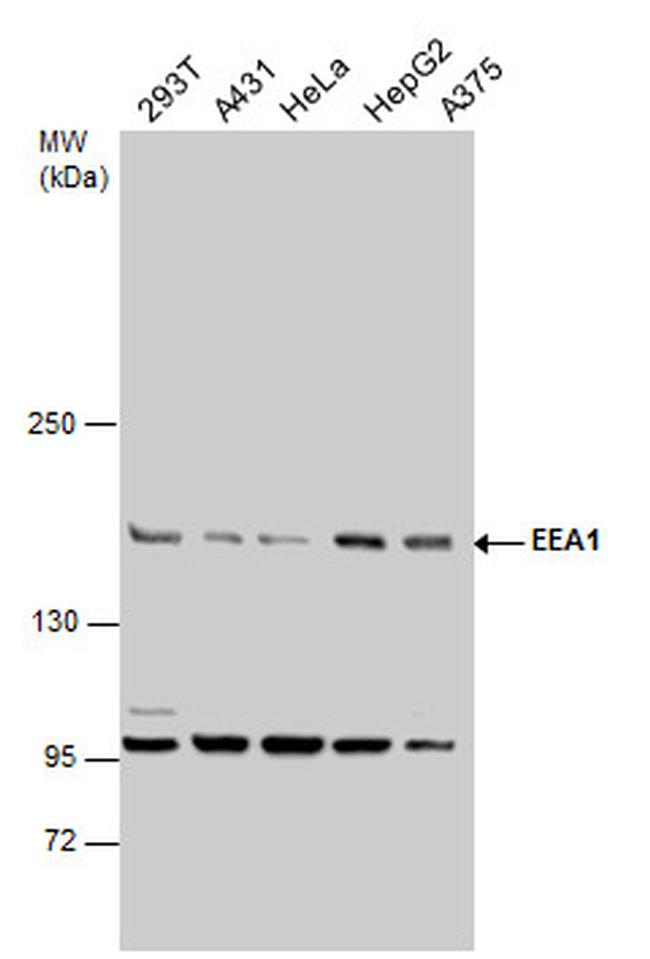 EEA1 Antibody in Western Blot (WB)