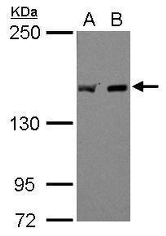 EEA1 Antibody in Western Blot (WB)