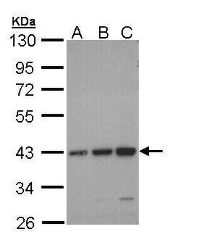 CCR6 Antibody in Western Blot (WB)