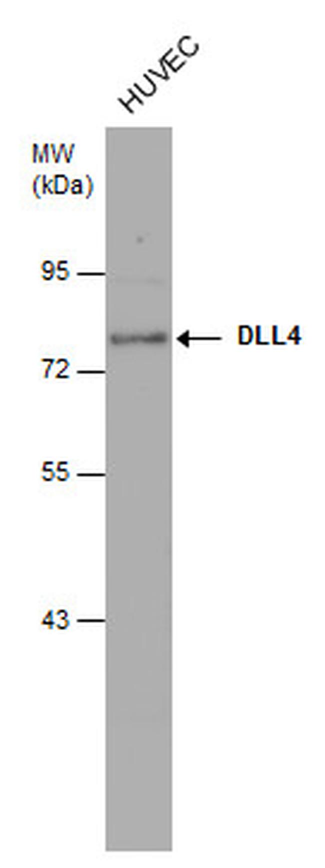 DLL4 Antibody in Western Blot (WB)