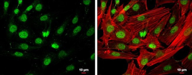 HDAC3 Antibody in Immunocytochemistry (ICC/IF)