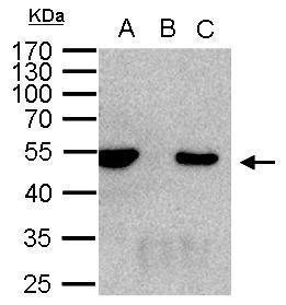 HDAC3 Antibody in Immunoprecipitation (IP)