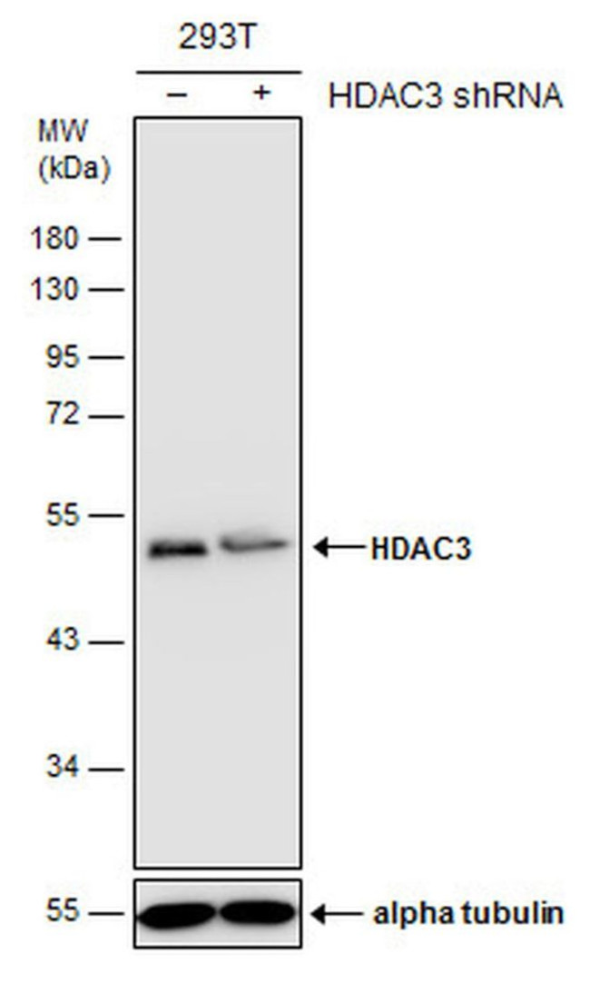 HDAC3 Antibody