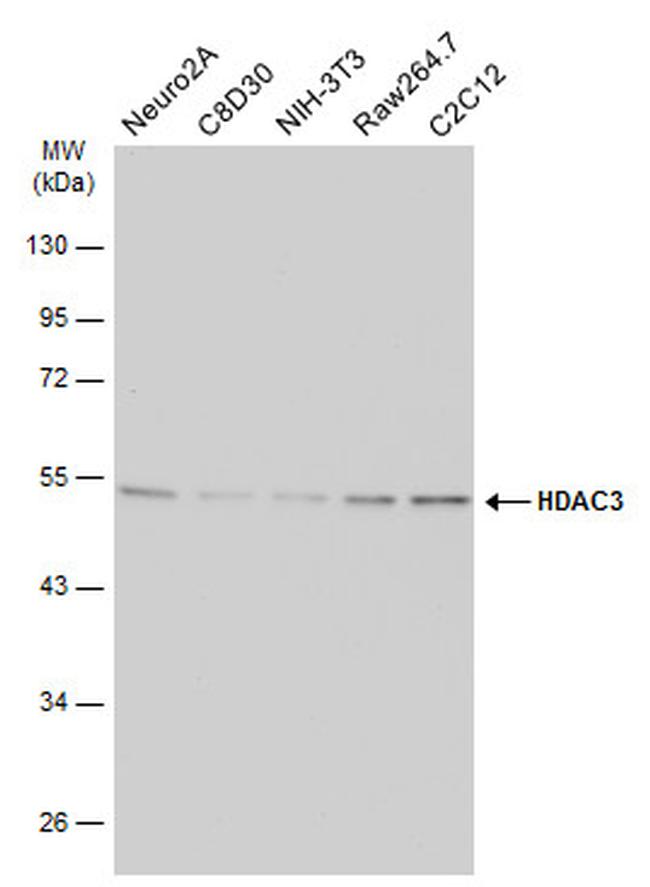 HDAC3 Antibody in Western Blot (WB)