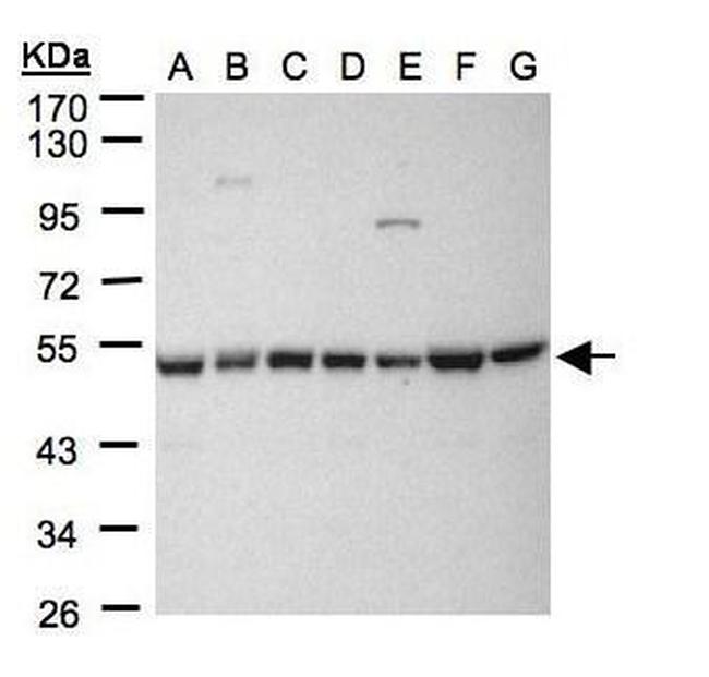 HDAC3 Antibody in Western Blot (WB)