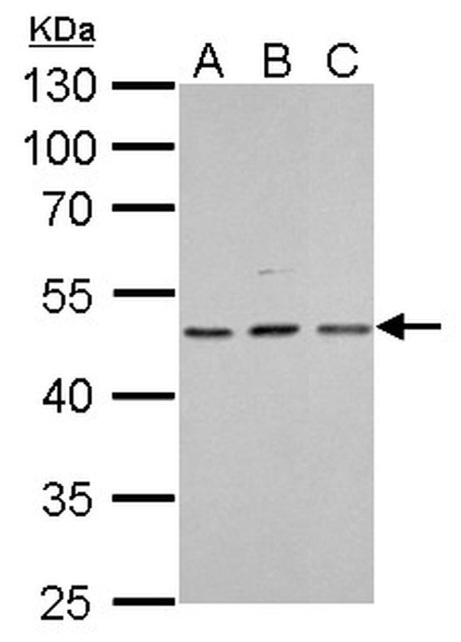 HDAC3 Antibody in Western Blot (WB)