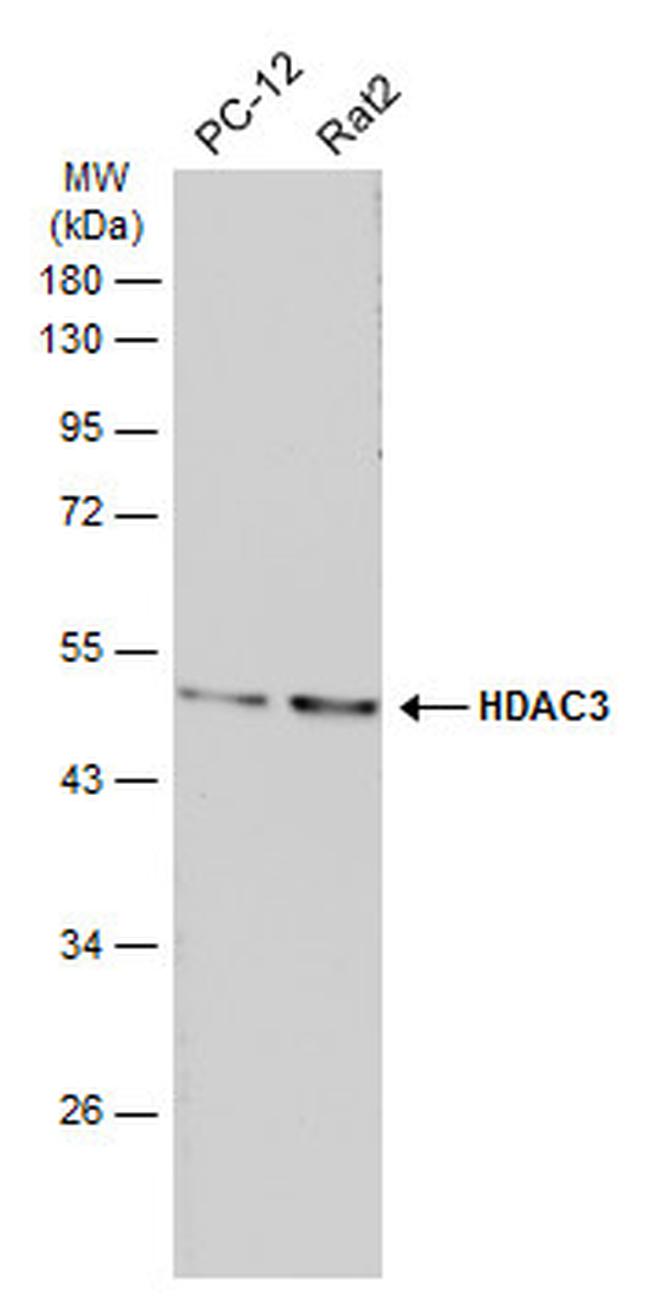 HDAC3 Antibody in Western Blot (WB)