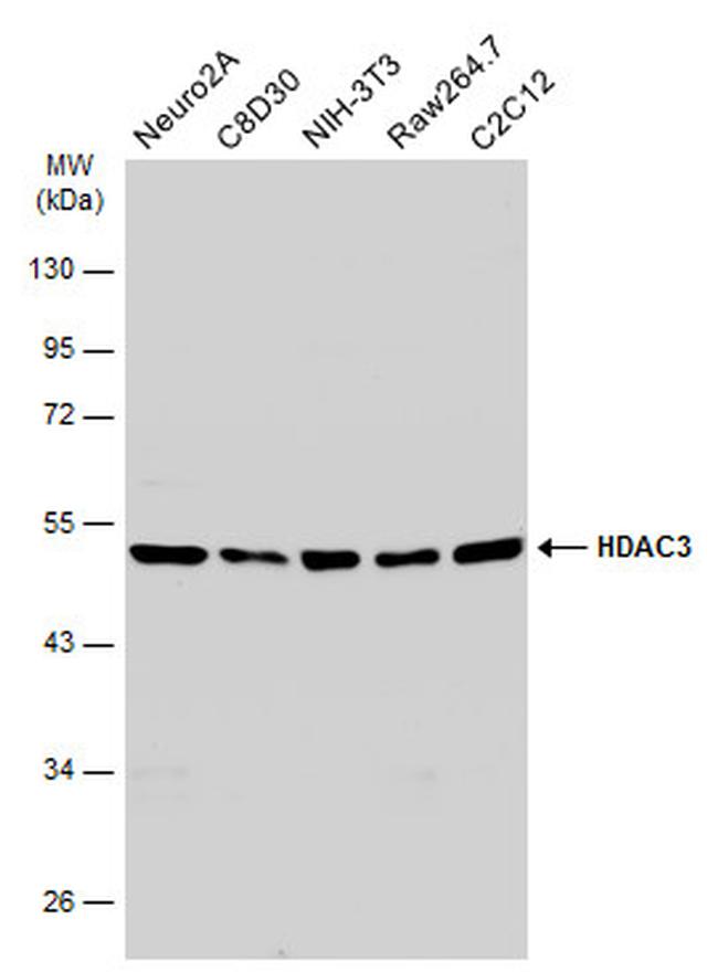 HDAC3 Antibody in Western Blot (WB)