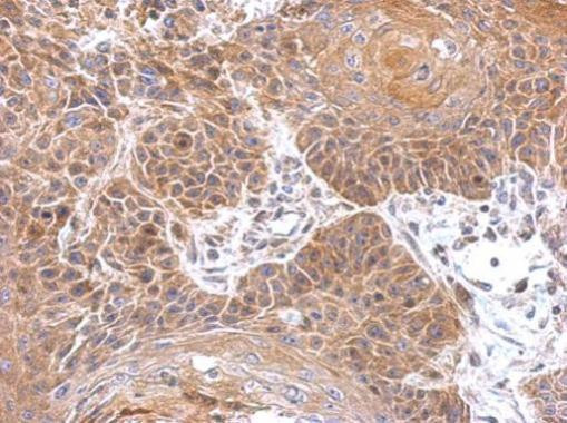 Gephyrin Antibody in Immunohistochemistry (Paraffin) (IHC (P))