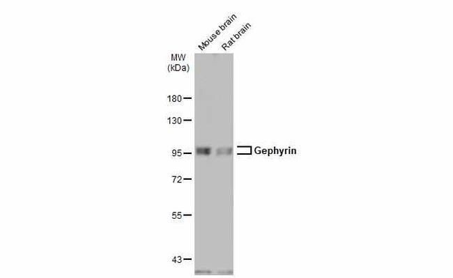 Gephyrin Antibody in Western Blot (WB)