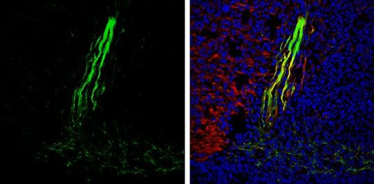 Gephyrin Antibody in Immunohistochemistry (Frozen) (IHC (F))