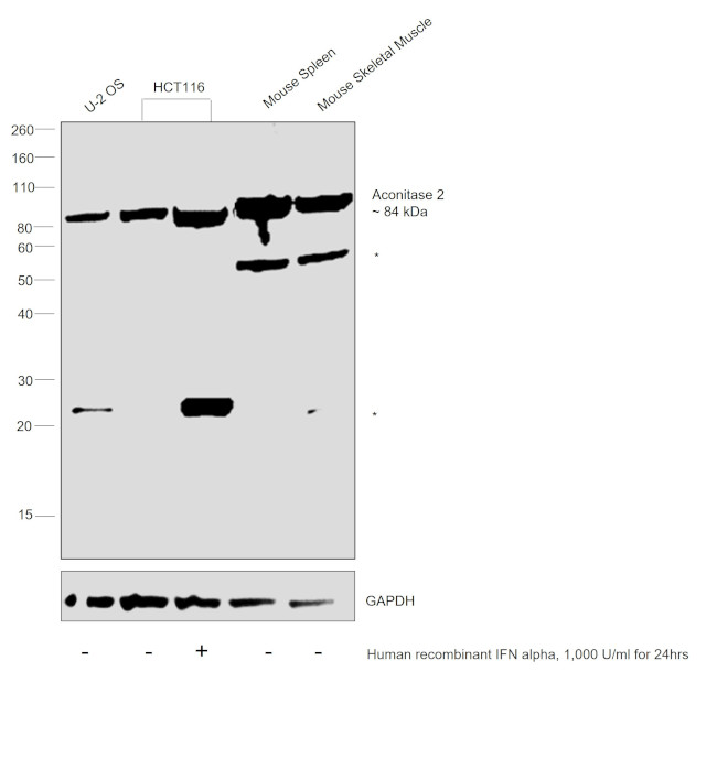 Aconitase 2 Antibody in Western Blot (WB)