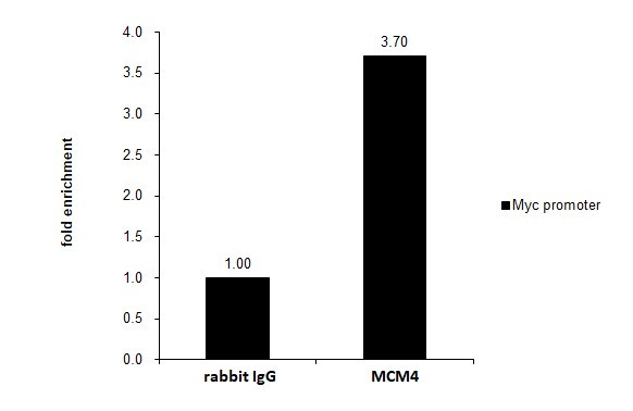 MCM4 Antibody in ChIP Assay (ChIP)