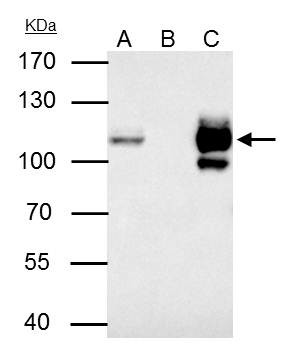 MCM4 Antibody in Immunoprecipitation (IP)