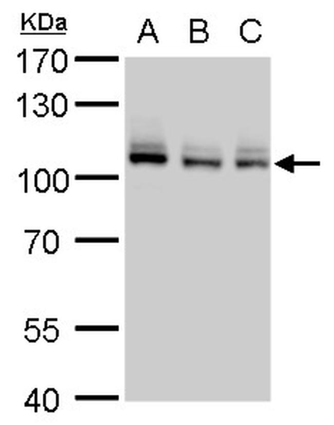 MCM4 Antibody in Western Blot (WB)