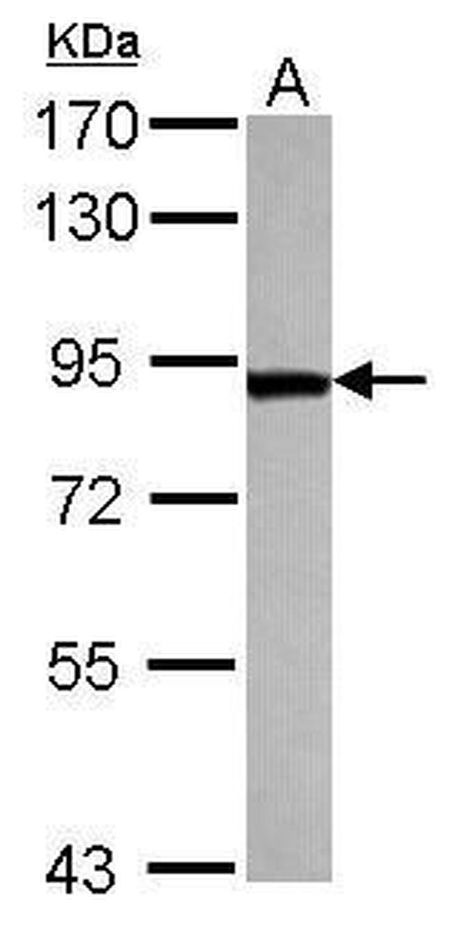 TARS Antibody in Western Blot (WB)