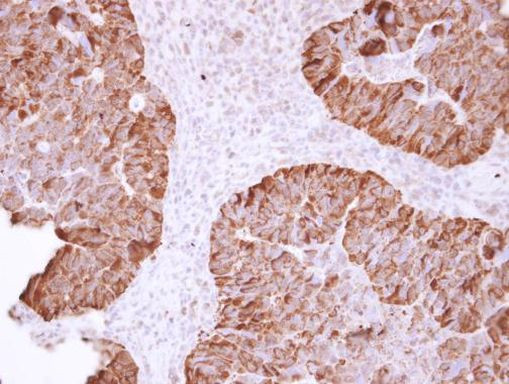 HSP90 alpha Antibody in Immunohistochemistry (Paraffin) (IHC (P))