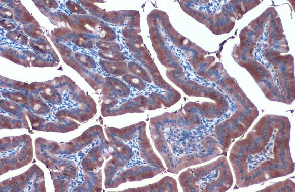 HSP90 alpha Antibody in Immunohistochemistry (Paraffin) (IHC (P))